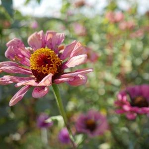 Meet your Posher, Inger